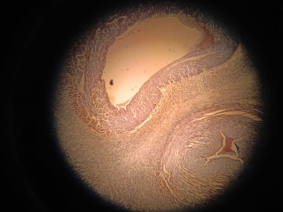 Monocular Microscope - Model 109 URA Technics453536129483417604