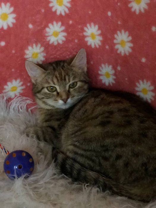 Кошечка 3 месяца бесплатно