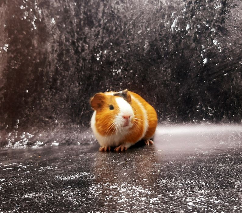 Морские свинки,клетки,корма,аксессуары