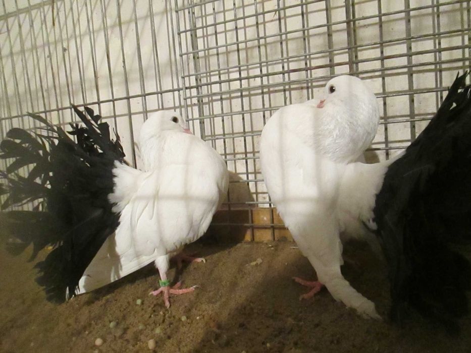 pawiki na czarnym ogonie