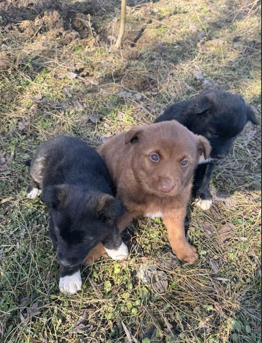Віддам гарних песиків у добрі руки.
