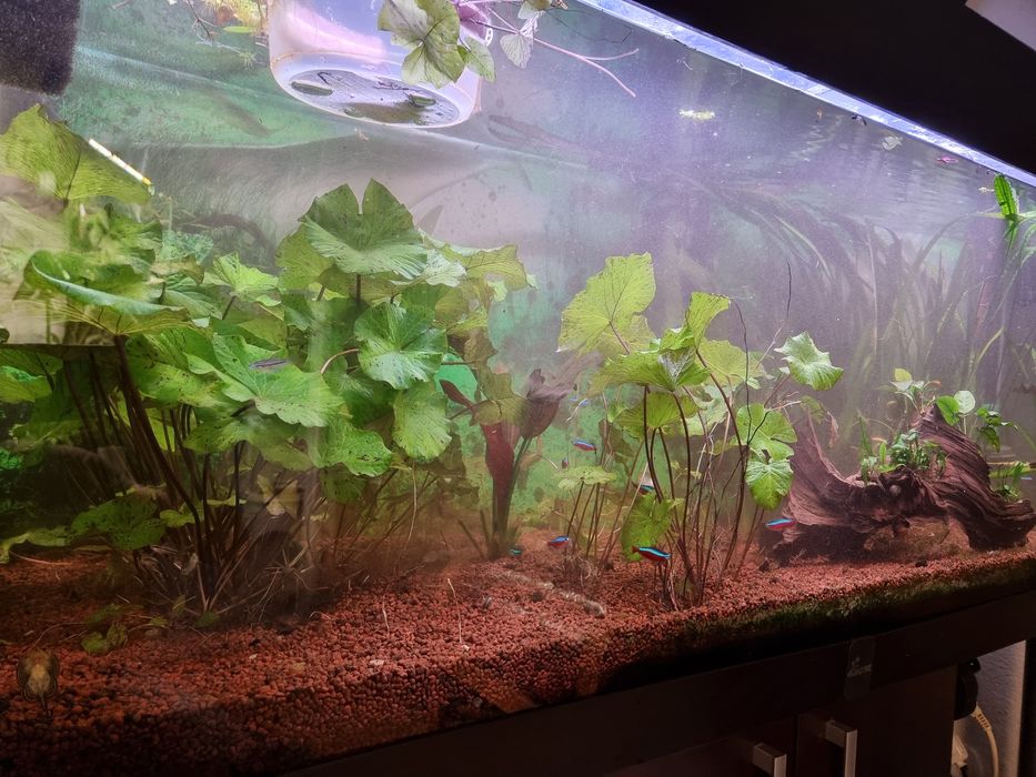 Lotos zielony,  sprzedam