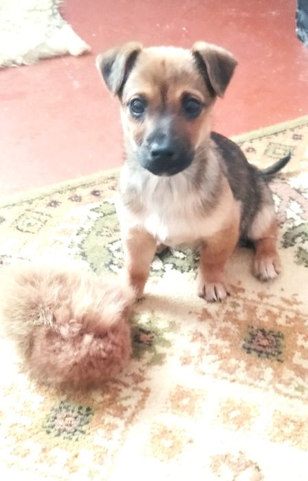 Віддам безкоштовно