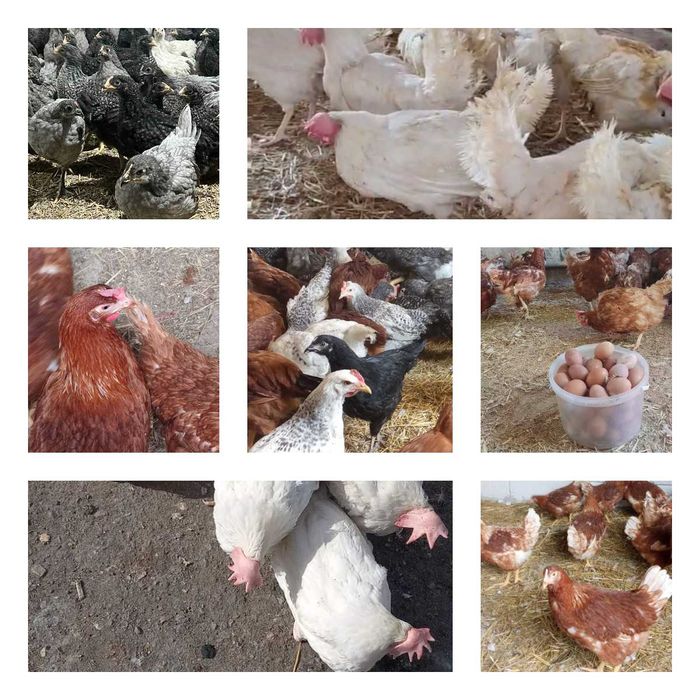 Продам кури несушки! Доставка безкоштовна. Чернігів!