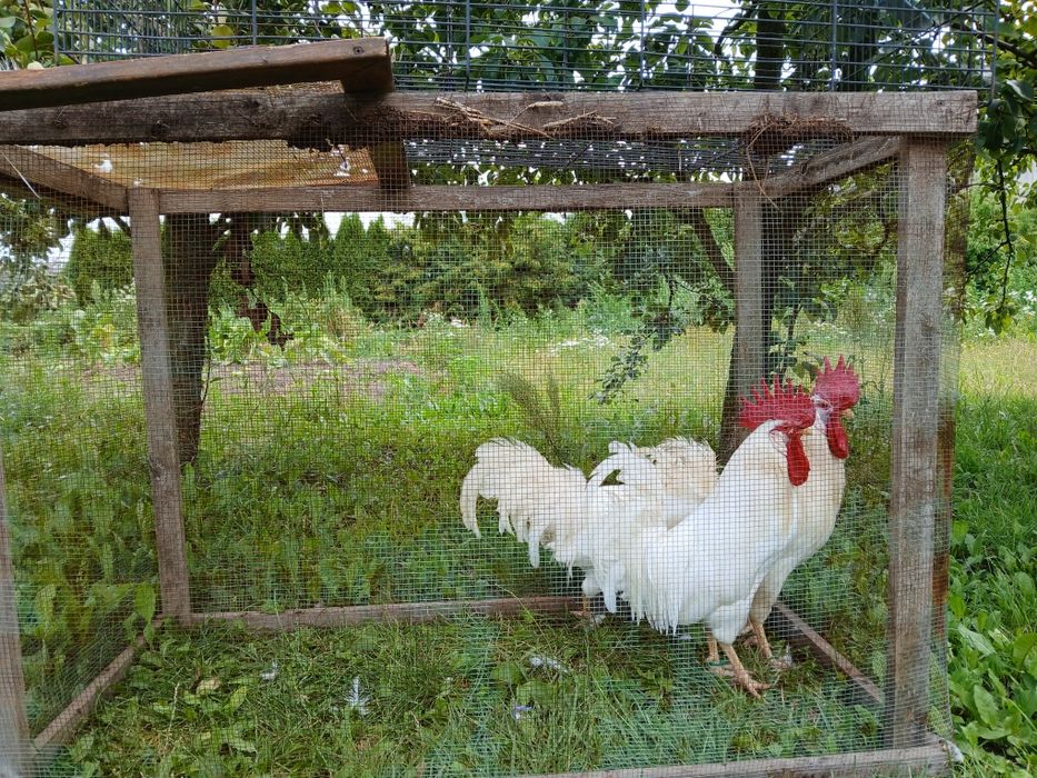 Kogut, Koguty leghorn