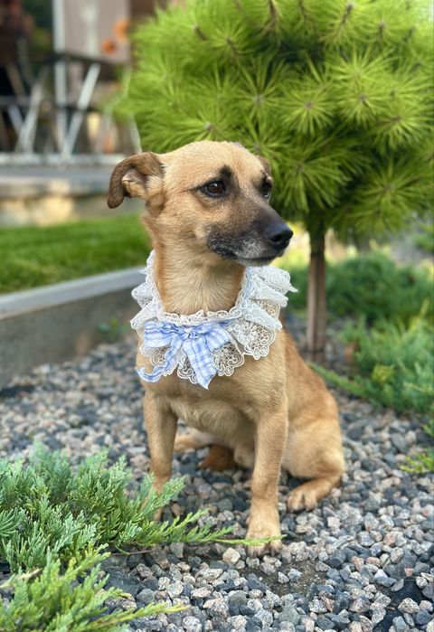 Песик в добрі ручки (хлопчик)