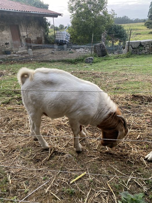 Vendo cabrito macho boer puro