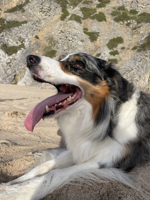 Border Collie  Blue Merle Tricolar( Macho ) (acasalamento )