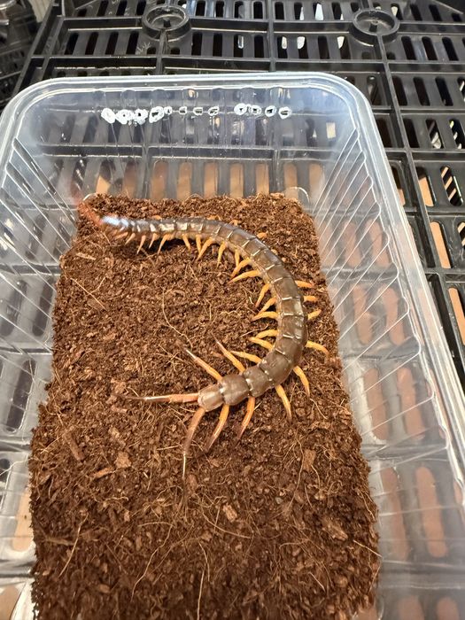 Skolopendra Scolopendra subspimiceps 15cm