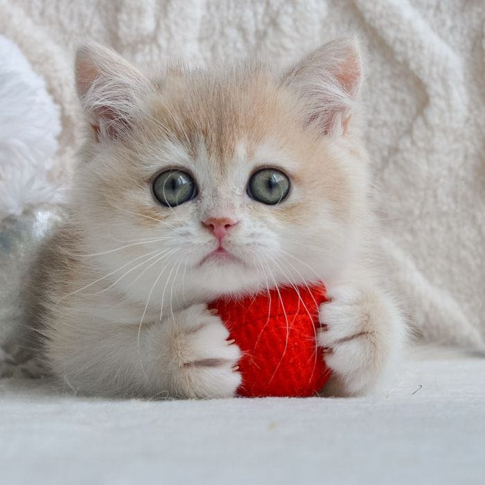 Британочка в золотій шубці