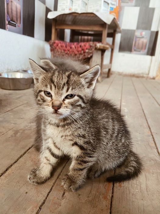 Котики в добрі руки