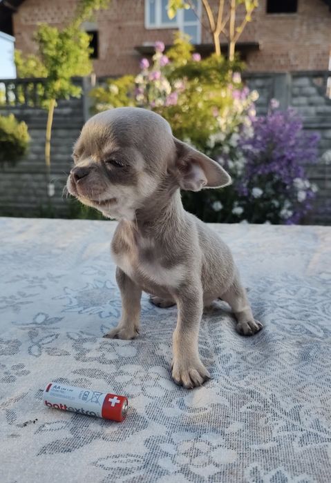 Sprzedam mini pieska rasy Chihuahua