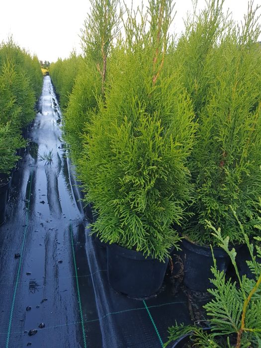 Tuja Smaragd 90-140 cm, doniczka 3 litry ,Szmaragd, Producent, szkółka
