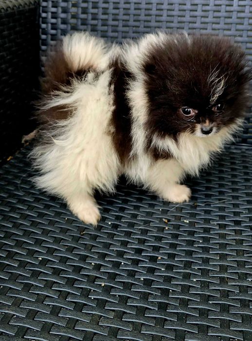 Lulu da Pomerânia Fêmea