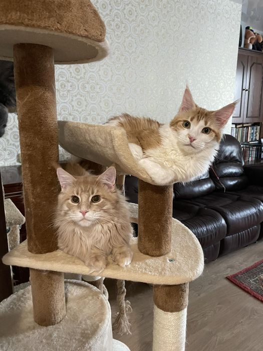 Мейнкуны разного возраста от 1мес до 1года,разный окрас ,с документами