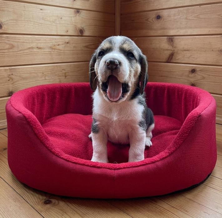 Beagle szczeniak z rodowodem, rodowód