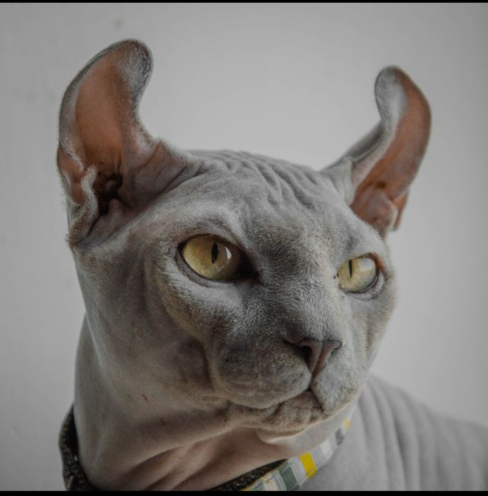 Эльф ждёт на вязку девочек канадского сфинкса