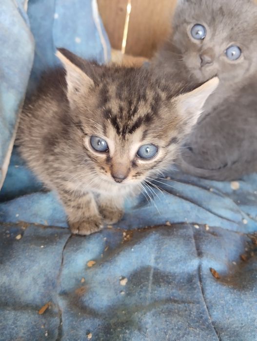 Віддам котиків в добрі руки!!!