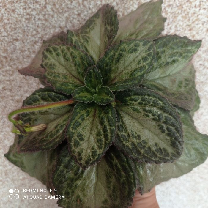 Примулина Destiny