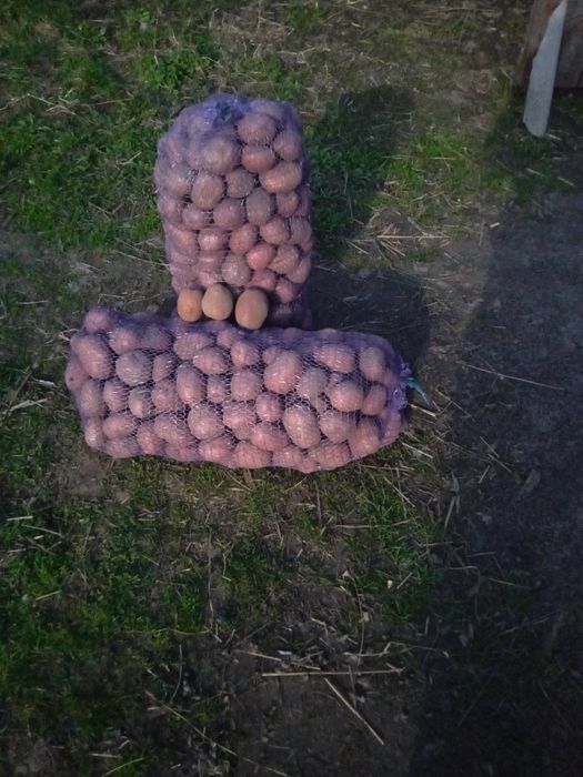 Картопля сорту Бела роса