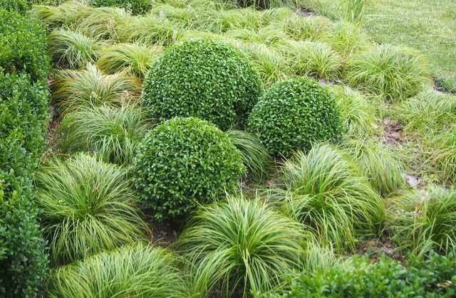 Turzyca wiosenna 'The Beatles'