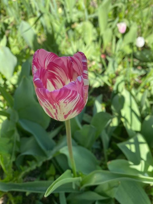 Цибулини  тюльпанів  від 2грн до7грн