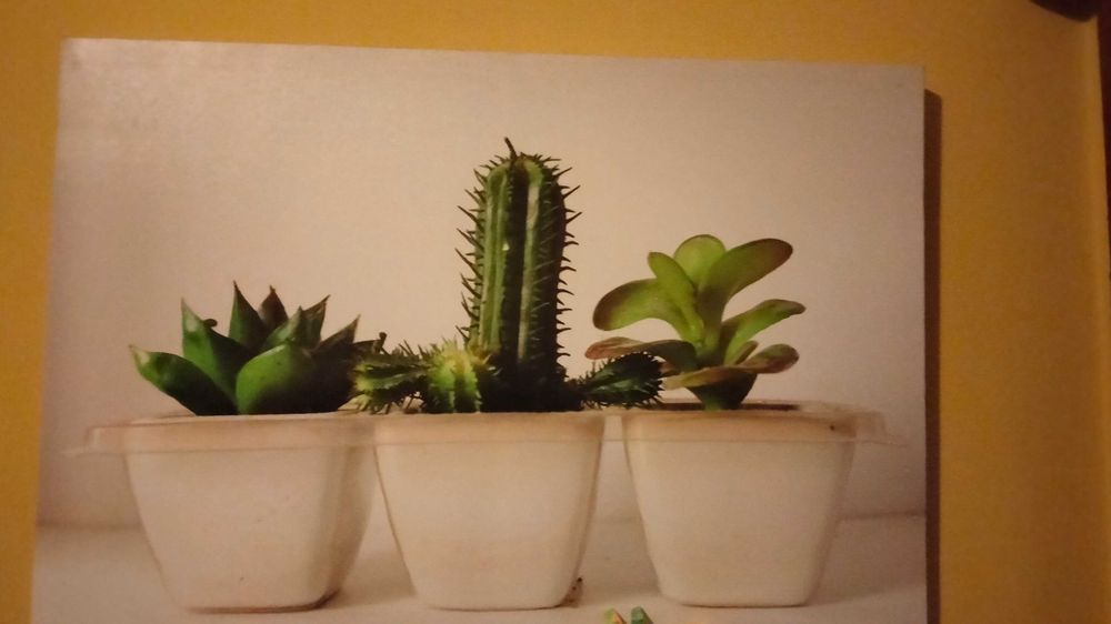 Telas de plantas e auculentas