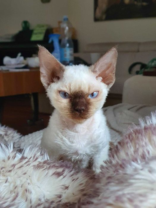 Kot Devon Rex Kociak Devon Devonek Rex Kociak
