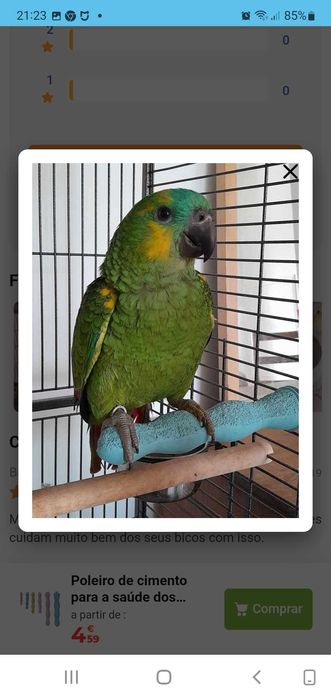 Amazonas Aestiva Xanthoperyx M e F