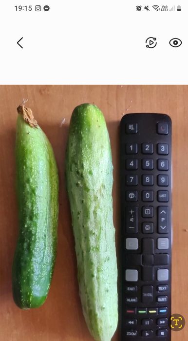 Palczik i Gruzin nasiona z własnego ogrodu. Kolekcjonerskie