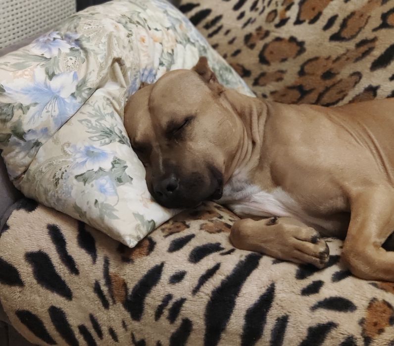 Пит-буль мальчик