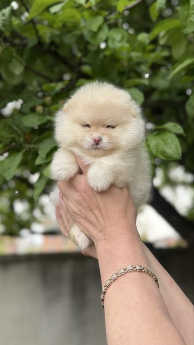 Дівчинка ведмедик шпиць