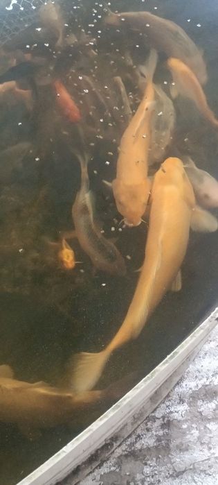 Продам басейни поліпропіленові