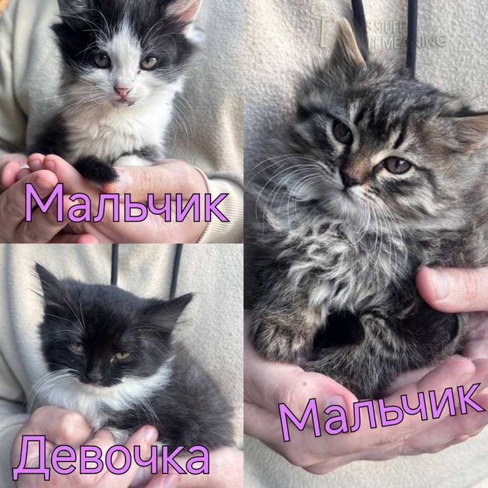 Бесплатно! Самые красивые котята ищут дом!