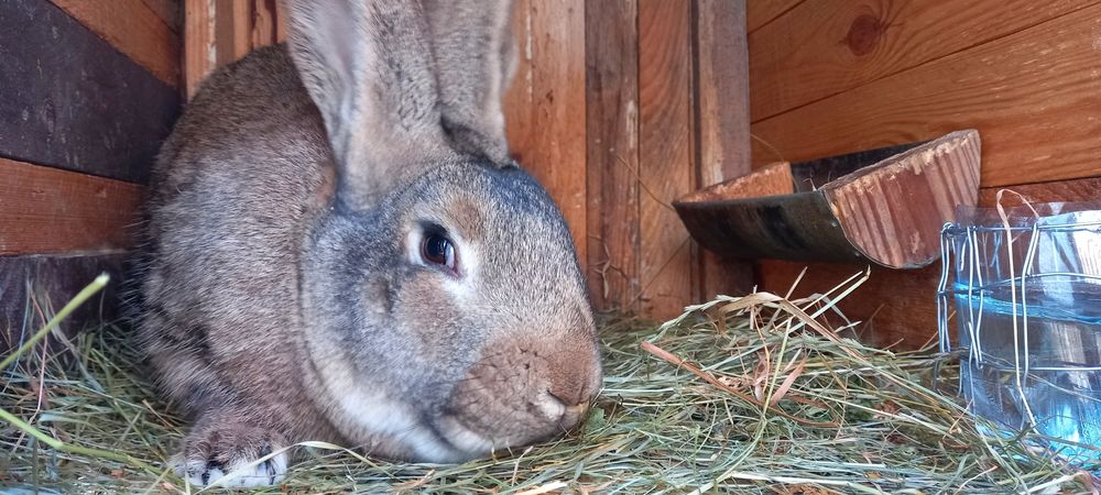 Продам кролики. Порода Шиншила Радянська+Євро.