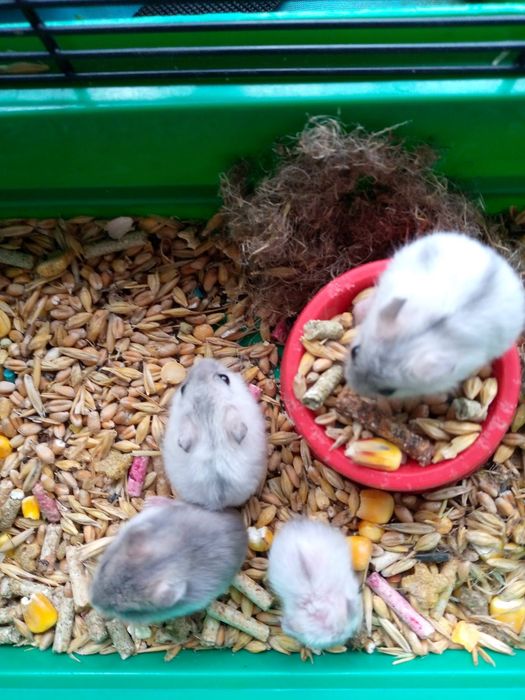 Хомячки Кременчуг