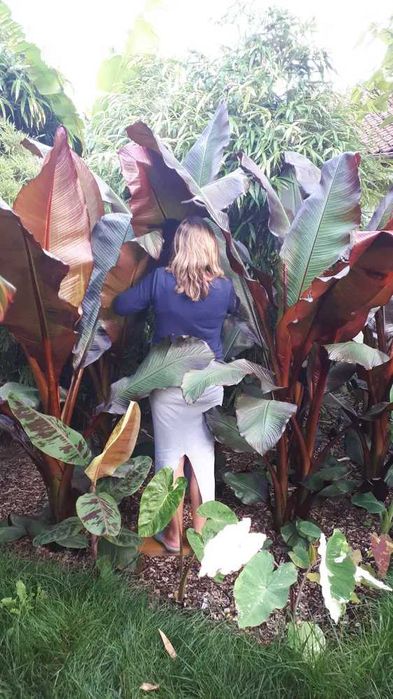 Duże sadzonki bananowiec abisyński Maurelli