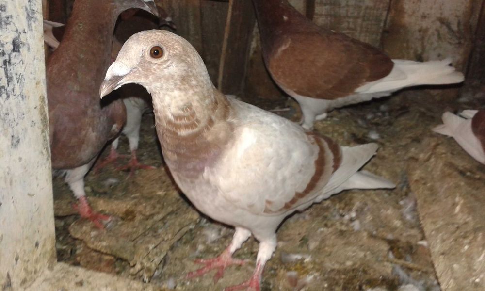 golebie pocztowe mlode czerwone, popielate