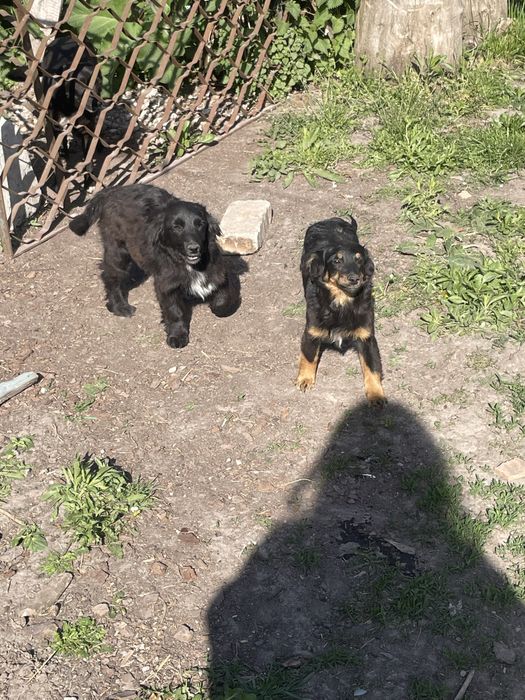 Віддам в добрі руки собаченят