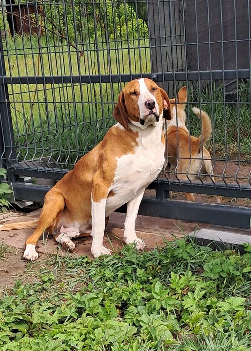 Łatek 2lata szuka domu