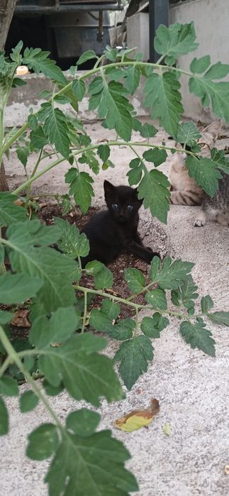 Gatos bebés para dar