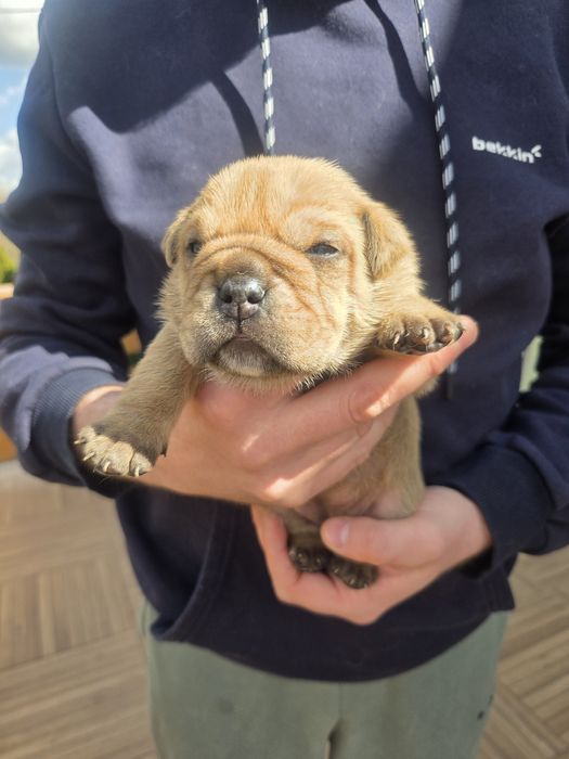 Ca De Bou Dog Z Majorki FCI szczeniaki
