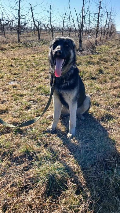 Східно-європейська вівчарка