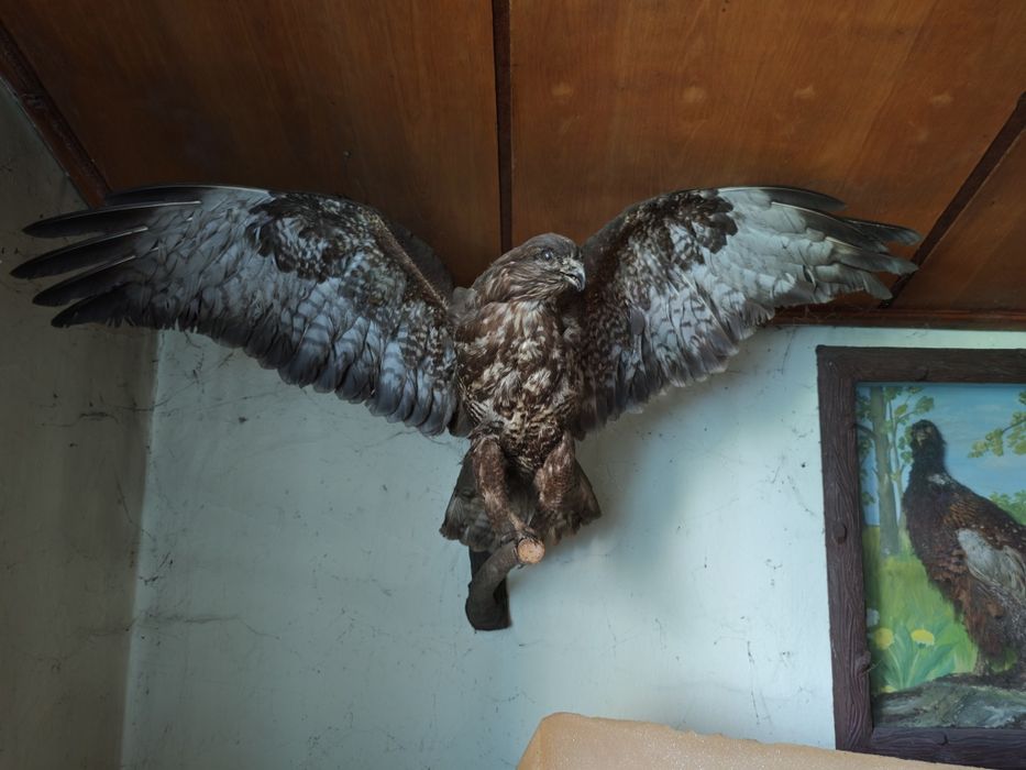 Trofea łowieckie rogi poroża jelenia jeleń lis bażant