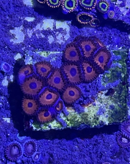 32 Zoanthus Super Duper 8 glowek FLUOLAMPS WYSYLKI