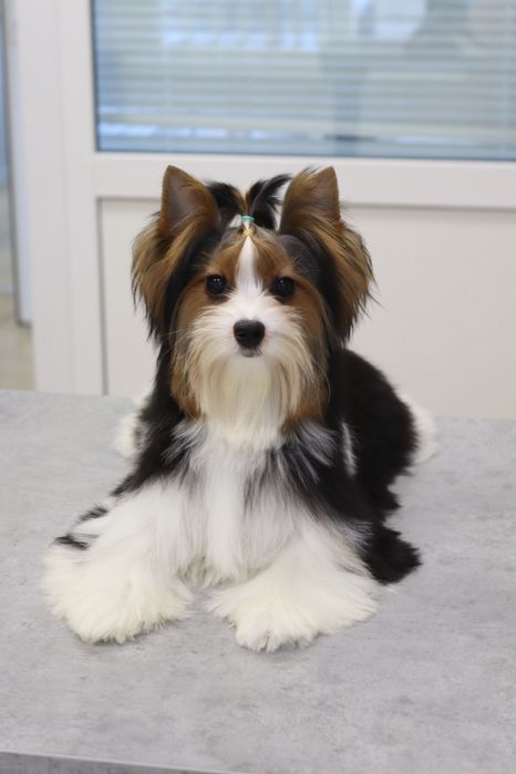 Цуценя підрощенне хлопчик бівер йорк з документами КСУ