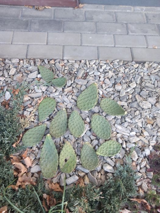 Sadzonki opuncji  kaktus mrozoodporny