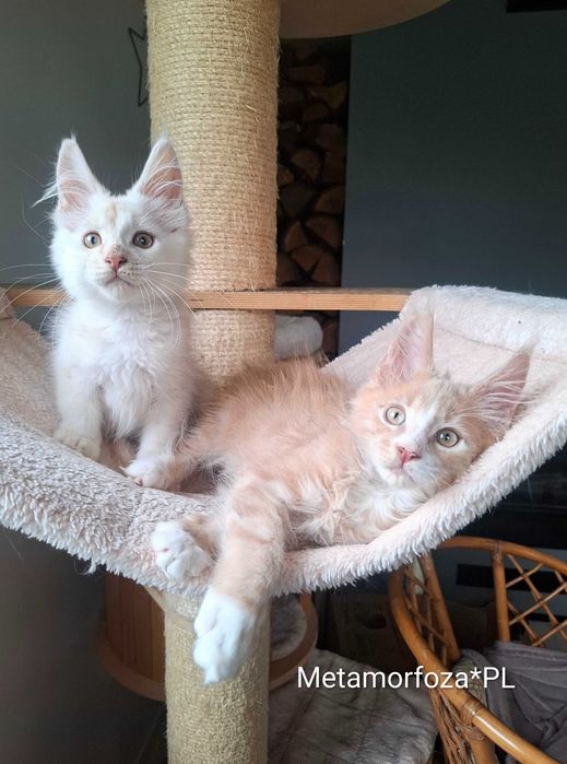 Kocurek maine coon