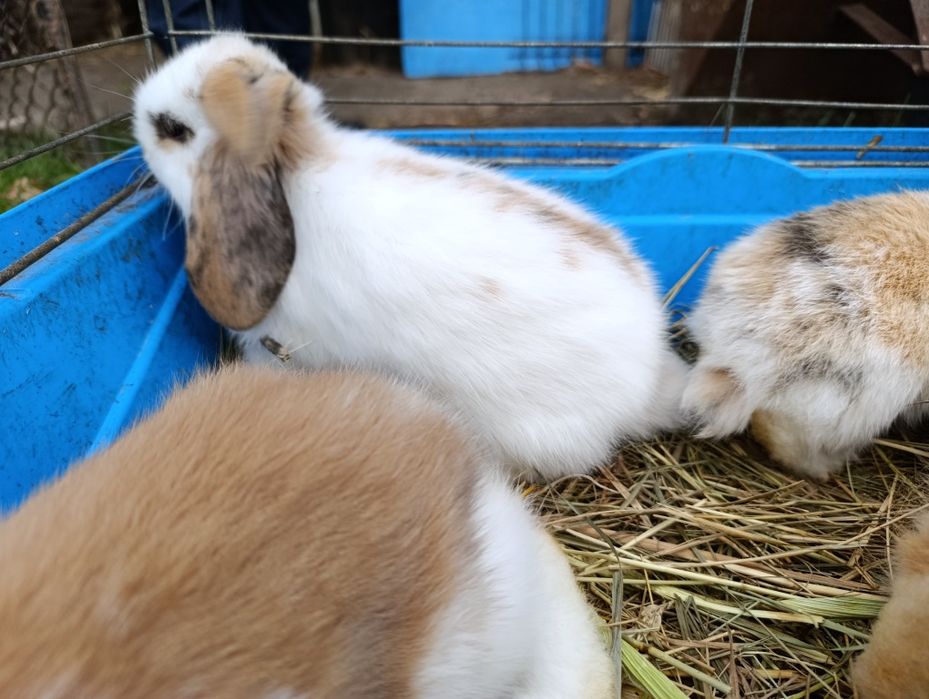 Króliczki miniaturki baranki