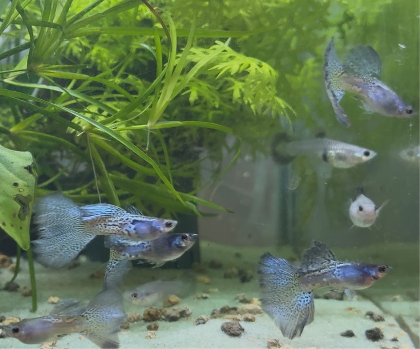 Casais Guppy Metal Blue Lace